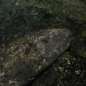 Japanese giant salamander at Detroit Zoo