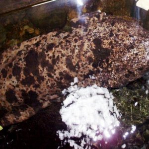 Japanese giant salamander at Detroit Zoo