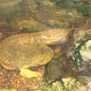 Hellbender at Detroit Zoo