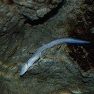 Texas blind cave salamander at Detroit Zoo