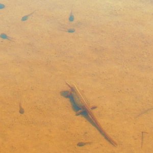 Eastern newt (adult) feasting on American toad tadpoles