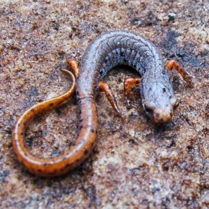 Four-toed salamander

Backstory: this is my 'unicorn' species. I'd searched for it for EVER, and the FIRST rock I flipped in WV, there it was. I was t