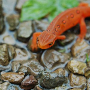 Eastern newt (eft) 2009 Calender winner (December)