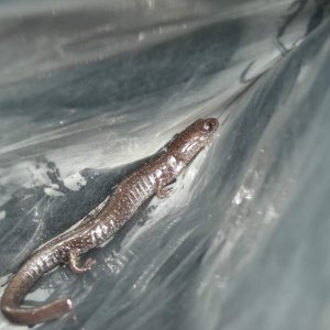 Cheat Mountain salamander