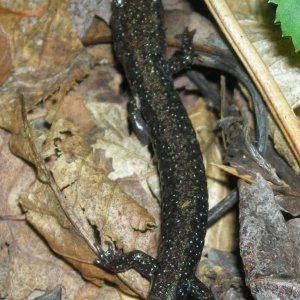 Cheat Mountain salamander (Federally threatened)