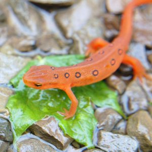 Eastern newt (eft)