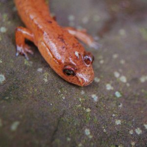 Spring Salamander