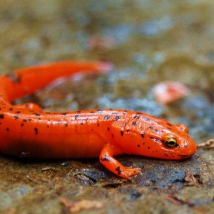 Pseudotriton ruber nitidus