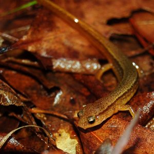 Two-lined salamander