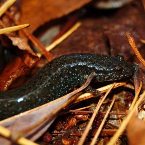 Blackbellied salamander