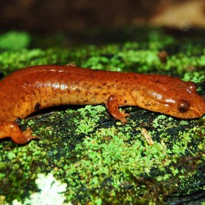 Spring salamander