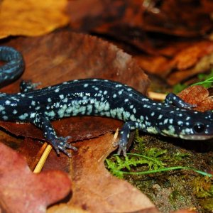 Plethodon cylindraecus