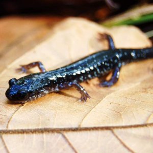 Wehrle's salamander