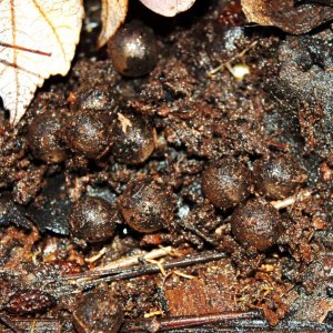 Marbled salamander eggs