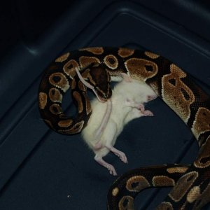 Special Ed, the 'shortbus' python