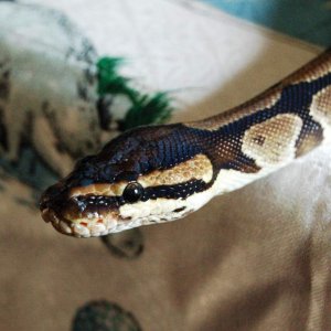 Bitely, the famously sweet-tempered python