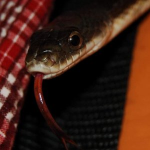 Clyde, a black-rat / texas-rat hybrid.