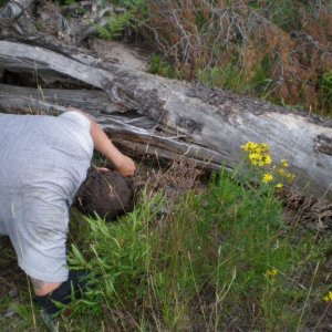 This is only an appropriate way to look for Massasauga rattlesnakes if you're a professional (which Nathan and I are).