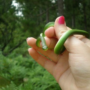 Smooth green snake