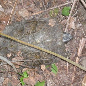 Wood turtle (Michigan species of special concern)