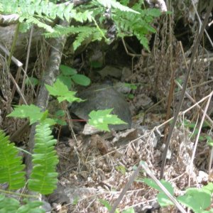 After we quit harassing him, he hid under this log and scowled at me over his shell.