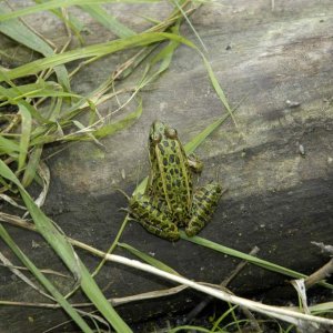 Leopard frog