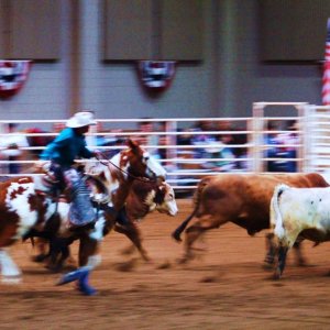 Ropin' bulls