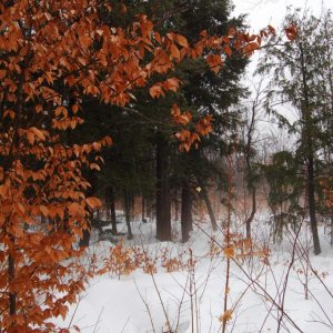 Birch trees with evergreens in the back.