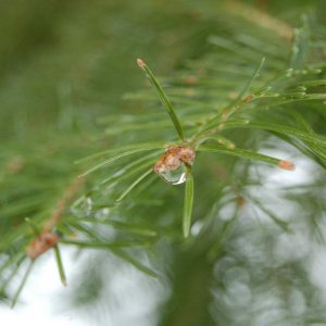 Dew on hemlock.