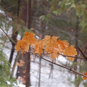 Sugar maple leaves