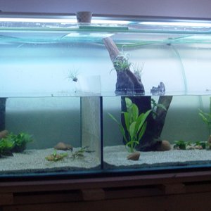 Wide view of the new tank. Phil is hiding in the plants on the left hand side.