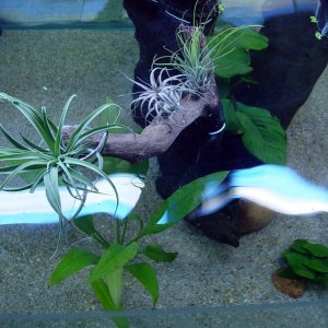 Top view of the feature driftwood. There's an anubius growing in the centre of the wood and an amazon sword and anubius nana planted beside it. The pl