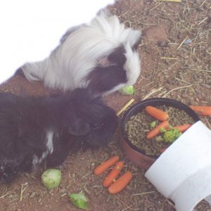 That white corner is snow & those veggies have been heated for extra comfort!