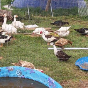 The rescue flock