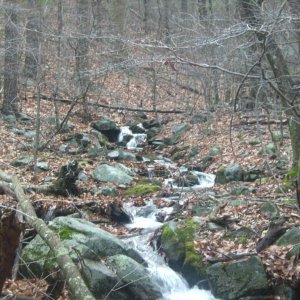 Psuedotriton ruber nitidus habitat.