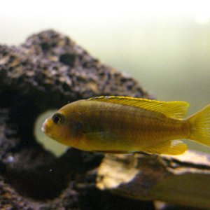 This is a rusty cichlid (Iodotropheus sprengerae). He doesn't have a name, and is fairly calm. I've seen some colour up with a pretty purple tint whic