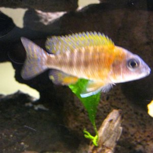 I shouldn't play favourites, but this is my least favourite cichlid. It's an "assorted peacock" which Chris insisted on buying even after I told him t