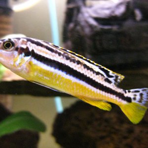 I'm hoping this is a female Aratus cichlid (Melanochromis auratus). We haven't had her long so she doesn't have a name. The males become black underne