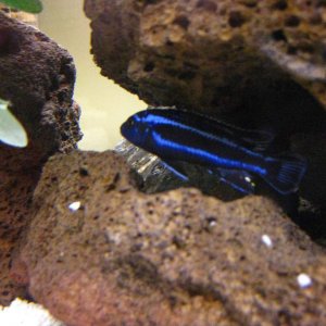 This is Gromet, a maingano (Melanochromis cyaneorhabdos). He's the most dominant in the tank, and the only time he sits still is when he's hiding in h