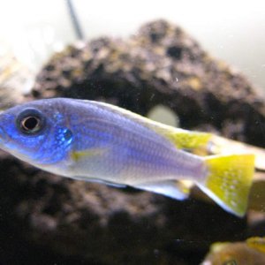 This is the Acei (Pseudotropheus sp. "Acei" (Msuli)). He's cool and he knows it.