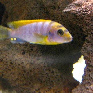 This is our Hongi (Labidochromis hongi). He's shy and hides in the rocks a lot, though he can be aggressive if he wants to. I like him :)