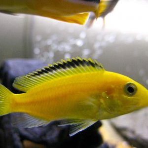 This is our female electric yellow (Labidochromis caeruleus) She was the same size as all the others, but they mostly turned out to be boys so they've