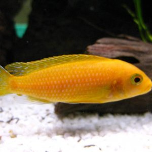 This is our red Zebra (Pseudotropheus estherae). He's pretty friendly - I love the patterns on his tail.