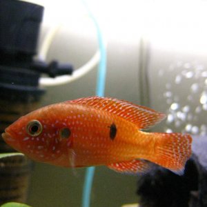 This is a Jewel Cichlid (Hemichromis bimaculatus) that Chis has cleverly named Jewels... He's not from the same lake as the others, but from rivers ne