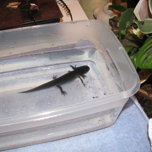 This is Catfish in a feeding bowl.