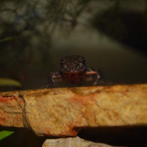 crested newt