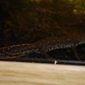 same crested newt that I got from Travis