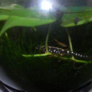 Iranian newt