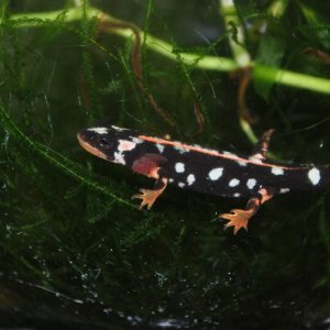 Iranian newt