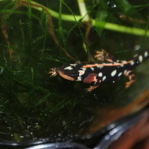 Iranian newt